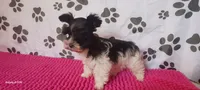 Tiny boy, a male Miniature Schnauzer for sale in Norman, OK – 9 of 10