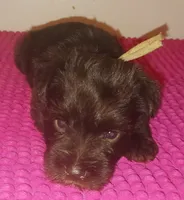 Mia's Pink Ribbon Girl , a female Miniature Schnauzer for sale in Norman, OK – 3 of 10