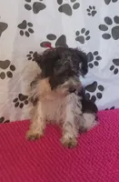 Hoppers Red Ribbon Girl **reduced**, a female Miniature Schnauzer for sale in Norman, OK – 7 of 10