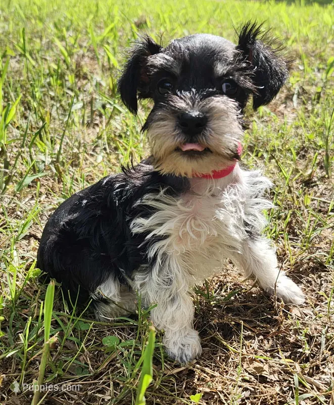 Hoppers Pink Ribbon Girl  – Miniature Schnauzer puppy for sale in Norman, OK