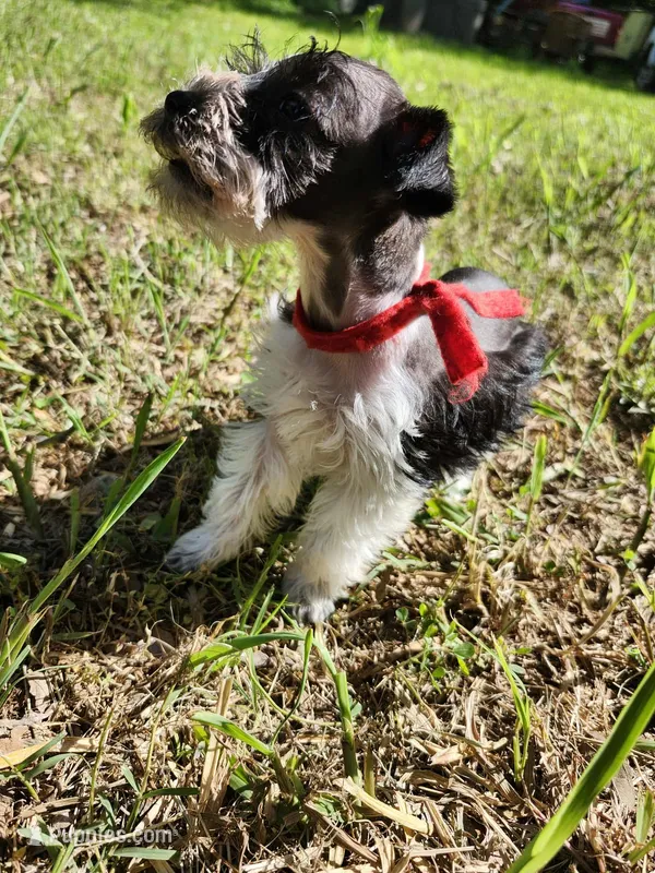 Hoppers Red Ribbon Girl – Miniature Schnauzer puppy for sale in Norman, OK