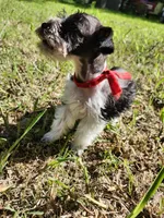 Hoppers Red Ribbon Girl, a female Miniature Schnauzer for sale in Norman, OK – 4 of 10