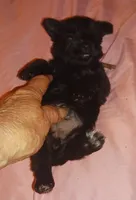 Tiara's Pink Ribbon Girl , a female Miniature Schnauzer for sale in Norman, OK – 2 of 10