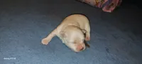 Posey's Brown Ribbon Boy , a male Maltese for sale in Norman, OK – 10 of 10