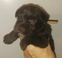 Mia's Pink Ribbon Girl , a female Miniature Schnauzer for sale in Norman, OK – 1 of 10