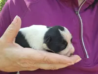 Female 1 , a female Miniature Schnauzer for sale in Norman, OK – 3 of 3