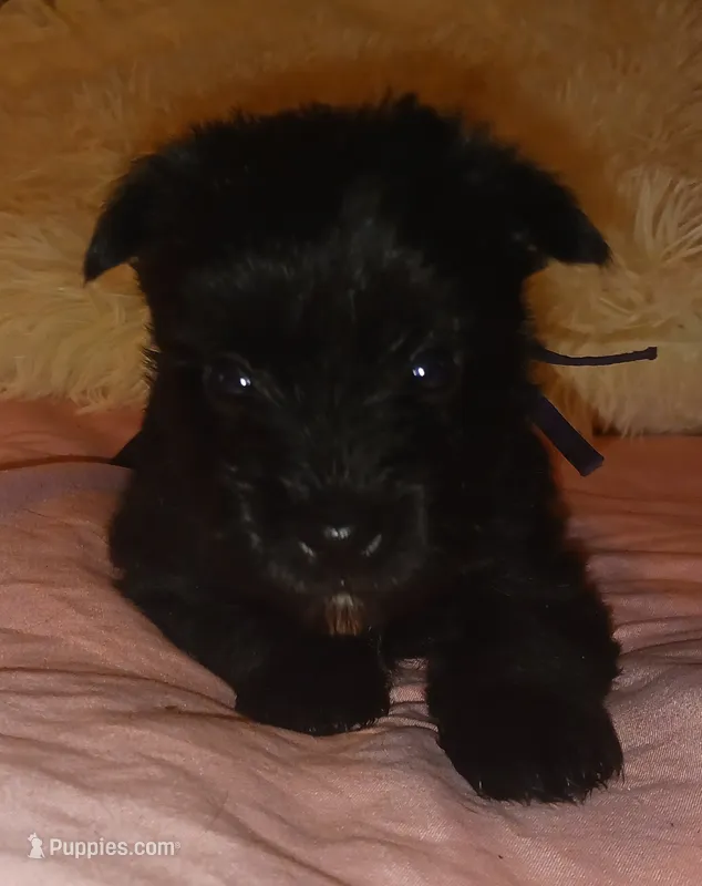 Tiara's Purple Ribbon Girl – Miniature Schnauzer puppy for sale in Norman, OK
