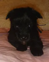 Tiara's Purple Ribbon Girl, a female Miniature Schnauzer for sale in Norman, OK – 3 of 10