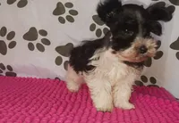 Tiny boy, a male Miniature Schnauzer for sale in Norman, OK – 7 of 10