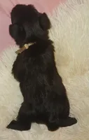 Tiara's Pink Ribbon Girl , a female Miniature Schnauzer for sale in Norman, OK – 4 of 10