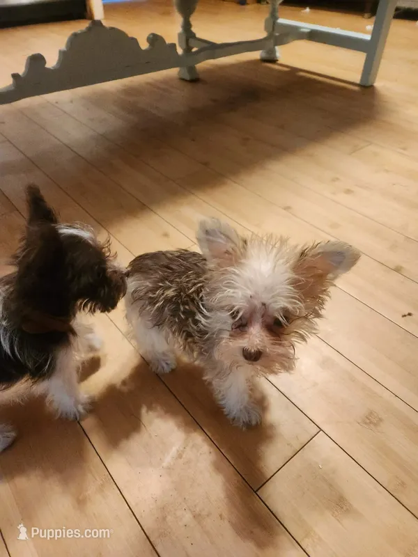Vanilla Waffer *reduced* – Miniature Schnauzer puppy for sale in Norman, OK