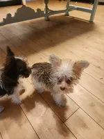 Vanilla Waffer, a male Miniature Schnauzer for sale in Norman, OK – 4 of 5