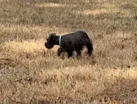 Mia's Seafoam Ribbon Girl, a female Miniature Schnauzer for sale in Norman, OK – 8 of 10