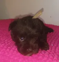 Mia's Pink Ribbon Girl , a female Miniature Schnauzer for sale in Norman, OK – 8 of 10