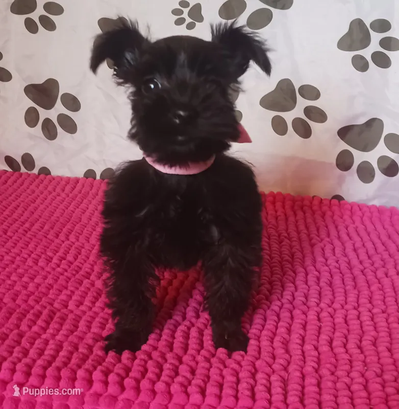 Tiara's Pink Ribbon Girl  – Miniature Schnauzer puppy for sale in Norman, OK