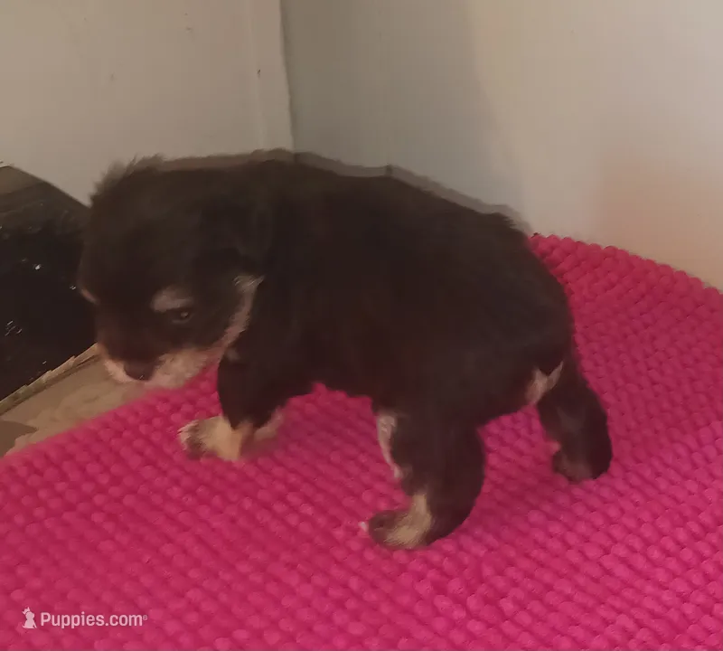 Mia's Little Boy – Miniature Schnauzer puppy for sale in Norman, OK