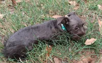 Mia's Seafoam Ribbon Girl, a female Miniature Schnauzer for sale in Norman, OK – 7 of 10