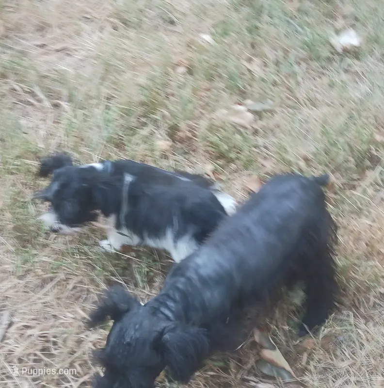 Tiny boy – Miniature Schnauzer puppy for sale in Norman, OK