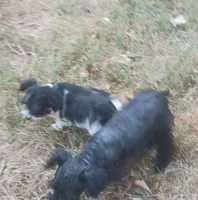 Tiny boy, a male Miniature Schnauzer for sale in Norman, OK – 2 of 10