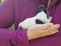 Female 1 , a female Miniature Schnauzer for sale in Norman, OK – 2 of 3