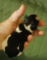 Ladybugs Boy, a male Miniature Schnauzer for sale in Norman, OK – 3 of 7