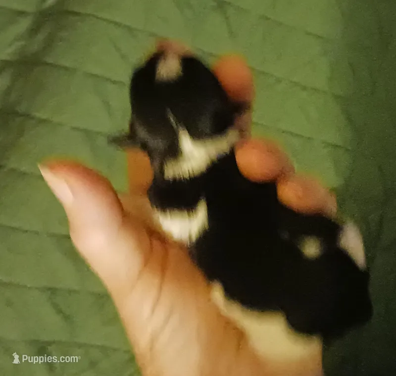 Ladybugs Boy – Miniature Schnauzer puppy for sale in Norman, OK