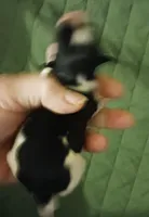 Ladybugs Boy, a male Miniature Schnauzer for sale in Norman, OK – 7 of 7