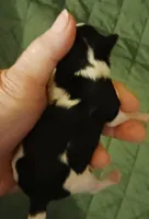 Ladybugs Boy, a male Miniature Schnauzer for sale in Norman, OK – 2 of 7