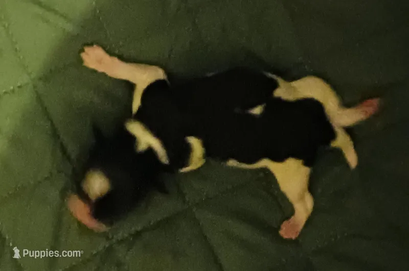 Ladybugs Boy – Miniature Schnauzer puppy for sale in Norman, OK
