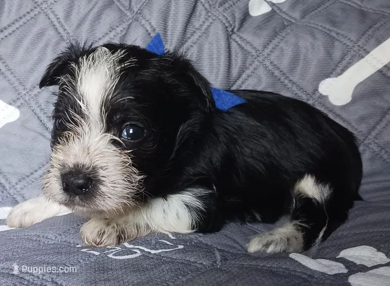 Hoppers Blue Ribbon Boy – Miniature Schnauzer puppy for sale in Norman, OK