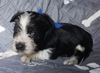Hoppers Blue Ribbon Boy, a male Miniature Schnauzer for sale in Norman, OK – 8 of 10