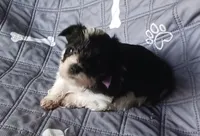 Hoppers Blue Ribbon Boy, a male Miniature Schnauzer for sale in Norman, OK – 3 of 10