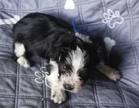 Hoppers Blue Ribbon Boy, a male Miniature Schnauzer for sale in Norman, OK – 9 of 10