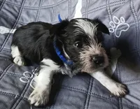Hoppers Blue Ribbon Boy, a male Miniature Schnauzer for sale in Norman, OK – 2 of 10