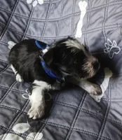 Hoppers Blue Ribbon Boy, a male Miniature Schnauzer for sale in Norman, OK – 6 of 10