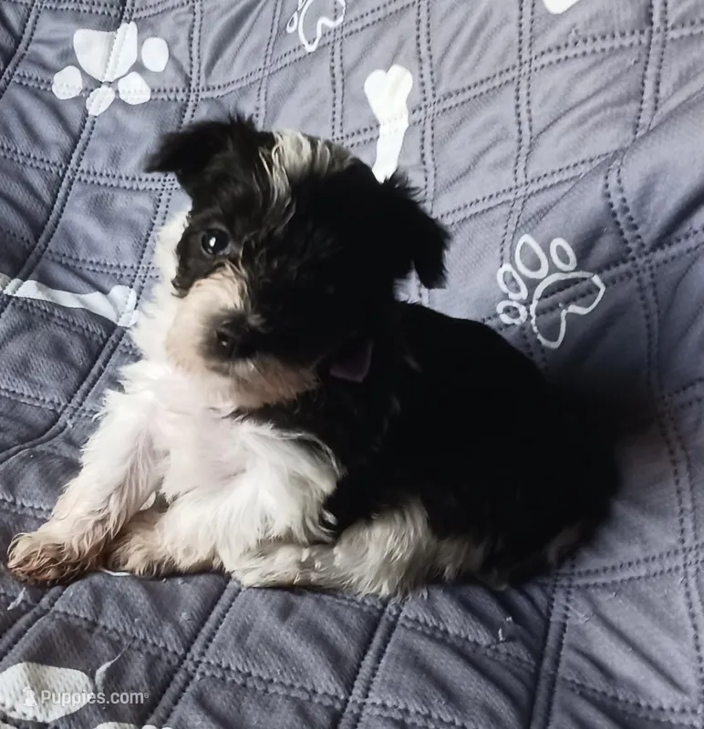 Hoppers Blue Ribbon Boy – Miniature Schnauzer puppy for sale in Norman, OK