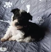 Hoppers Blue Ribbon Boy, a male Miniature Schnauzer for sale in Norman, OK – 1 of 10