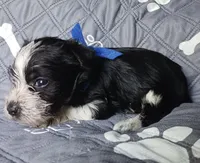 Hoppers Blue Ribbon Boy, a male Miniature Schnauzer for sale in Norman, OK – 10 of 10