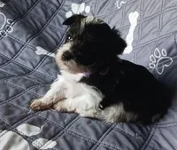 Hoppers Blue Ribbon Boy, a male Miniature Schnauzer for sale in Norman, OK – 5 of 10