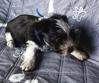 Hoppers Blue Ribbon Boy, a male Miniature Schnauzer for sale in Norman, OK – 7 of 10