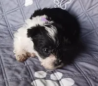 Hoppers Blue Ribbon Boy, a male Miniature Schnauzer for sale in Norman, OK – 4 of 10