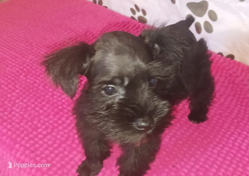 Tiara's Purple Ribbon Girl – Miniature Schnauzer puppy for sale in Norman, OK