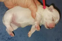 Posey's Red Ribbon Girl , a female Maltese for sale in Norman, OK – 5 of 10