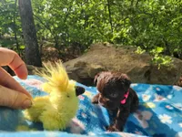 Louise, a female Miniature Schnauzer for sale in Norman, OK – 6 of 7