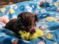 Louise, a female Miniature Schnauzer for sale in Norman, OK – 4 of 7