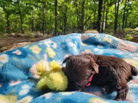 Louise, a female Miniature Schnauzer for sale in Norman, OK – 3 of 7