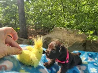Louise, a female Miniature Schnauzer for sale in Norman, OK – 2 of 7