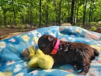 Louise, a female Miniature Schnauzer for sale in Norman, OK – 7 of 7