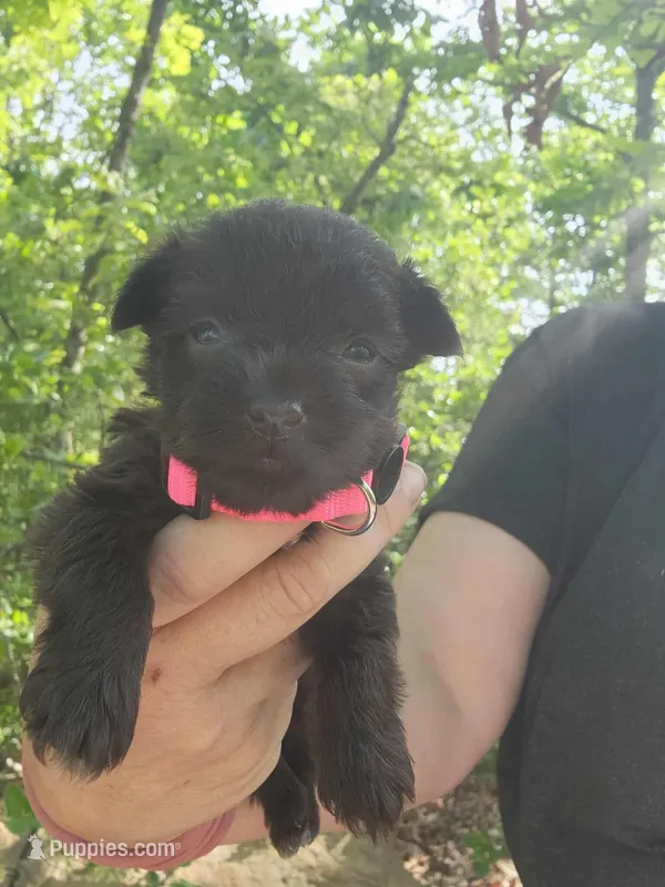 Louise – Miniature Schnauzer puppy for sale in Norman, OK