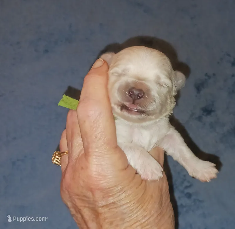Posey's Green Ribbon Boy  – Maltese puppy for sale in Norman, OK